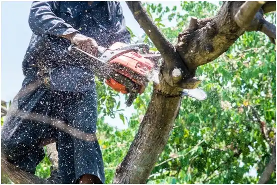 tree services Fernville